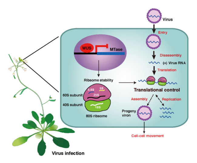 全式金產品再登《Science》雜志