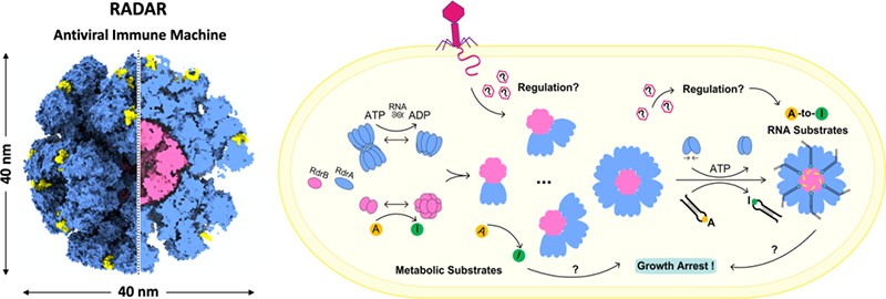 RADAR超分子復合體的組裝和工作機制 RADAR超分子復合體的組裝和工作機制