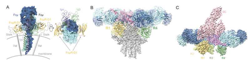 FcμR受體對膜結(jié)合型 IgM、IgM五聚體和分泌型IgM的識別模型