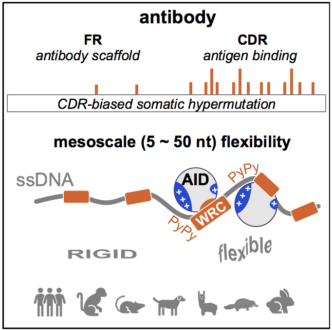 CDR區(qū)序列的柔韌性決定了偏好性突變