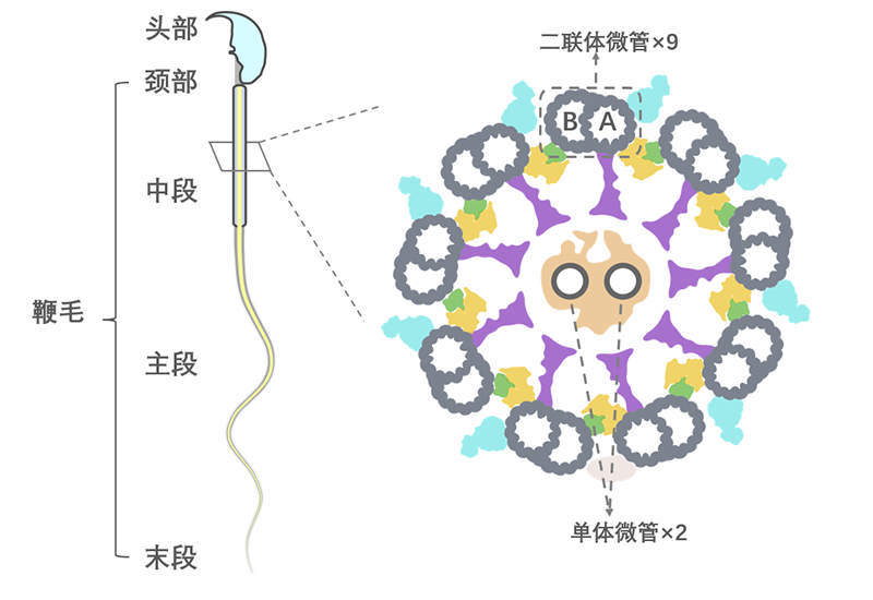 精子結(jié)構(gòu)示意圖及其軸絲橫截面示意圖