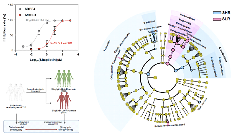 臨腸道菌源DPP4影響臨床西格列汀療效
