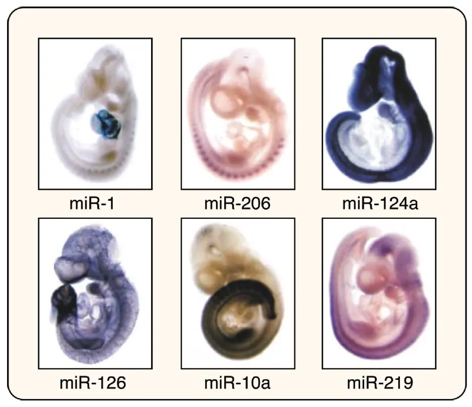 整體原位microRNA 雜交（Whole-mount miRNA ISH）技術(shù)在生物發(fā)育中的應(yīng)用