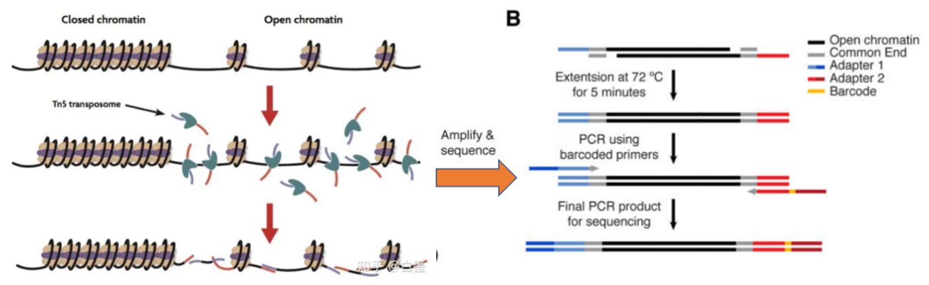 ATAC實(shí)驗(yàn)原理示意圖