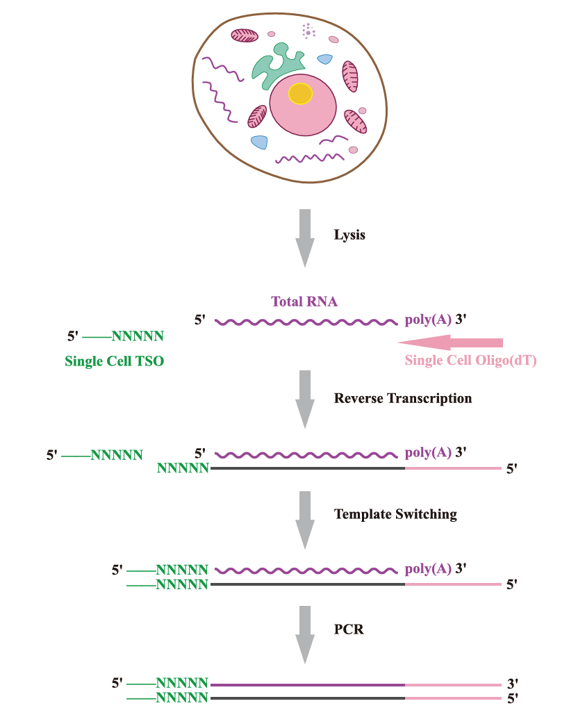 SMART-Seq2實驗原理 SMART-Seq2實驗原理