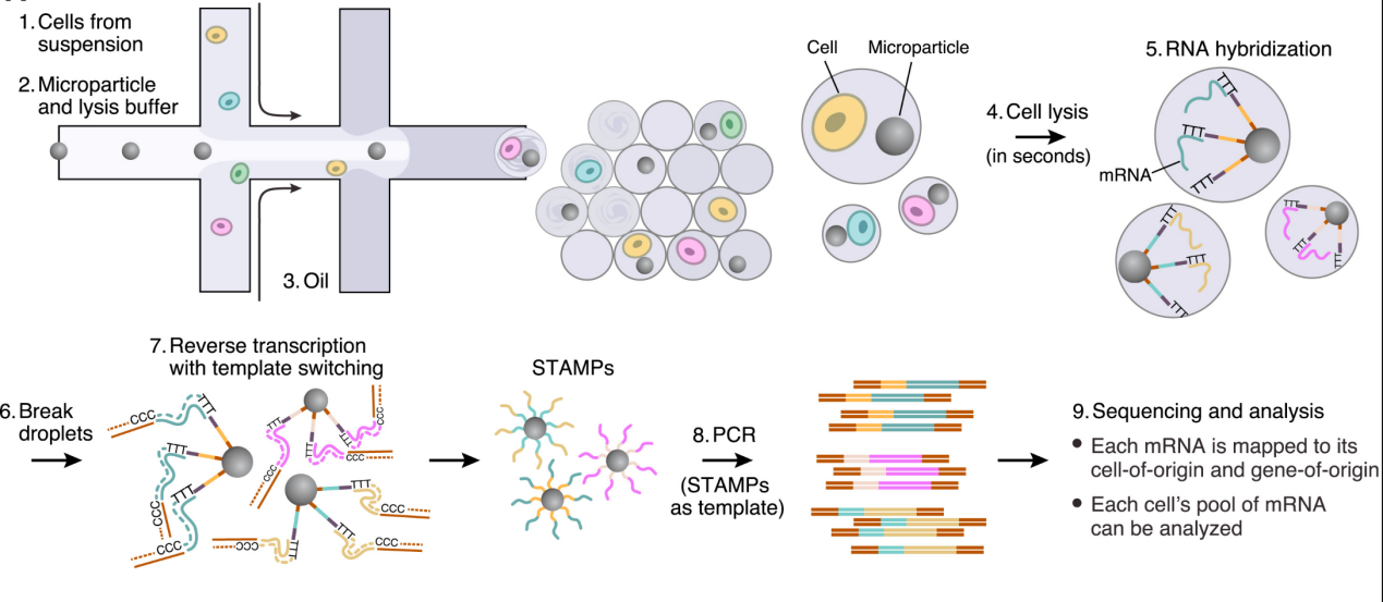 Drop-seq實驗原理 Drop-seq實驗原理