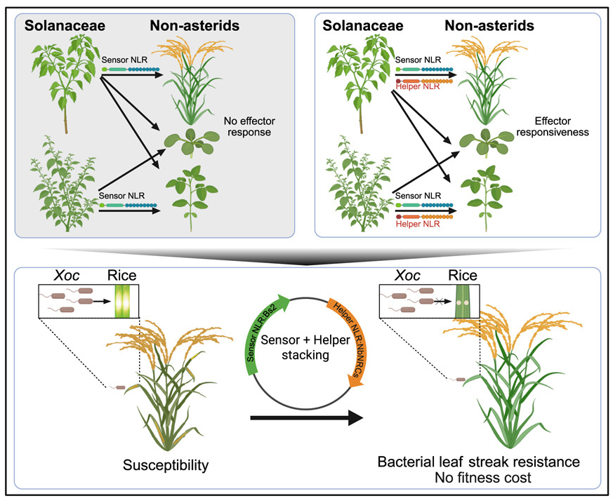 跨科共轉(zhuǎn)移感受型與輔助型 NLRs 拓展了茄科胞內(nèi)免疫受體在水稻、擬南芥和大豆中的功能