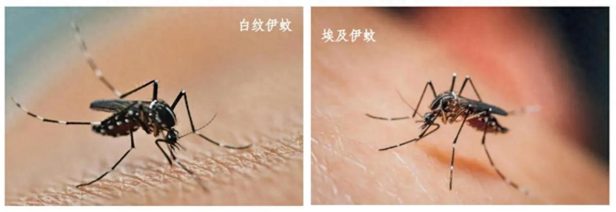 圖片來源：云南疾控