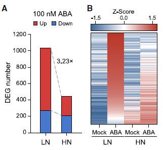 氮營養(yǎng)狀態(tài)決定植物 ABA 應(yīng)答反應(yīng)