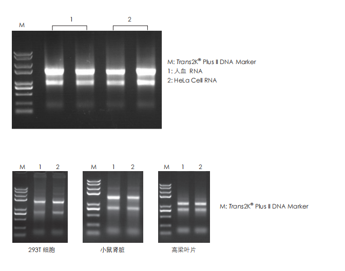 數(shù)據(jù)展示 數(shù)據(jù)展示
