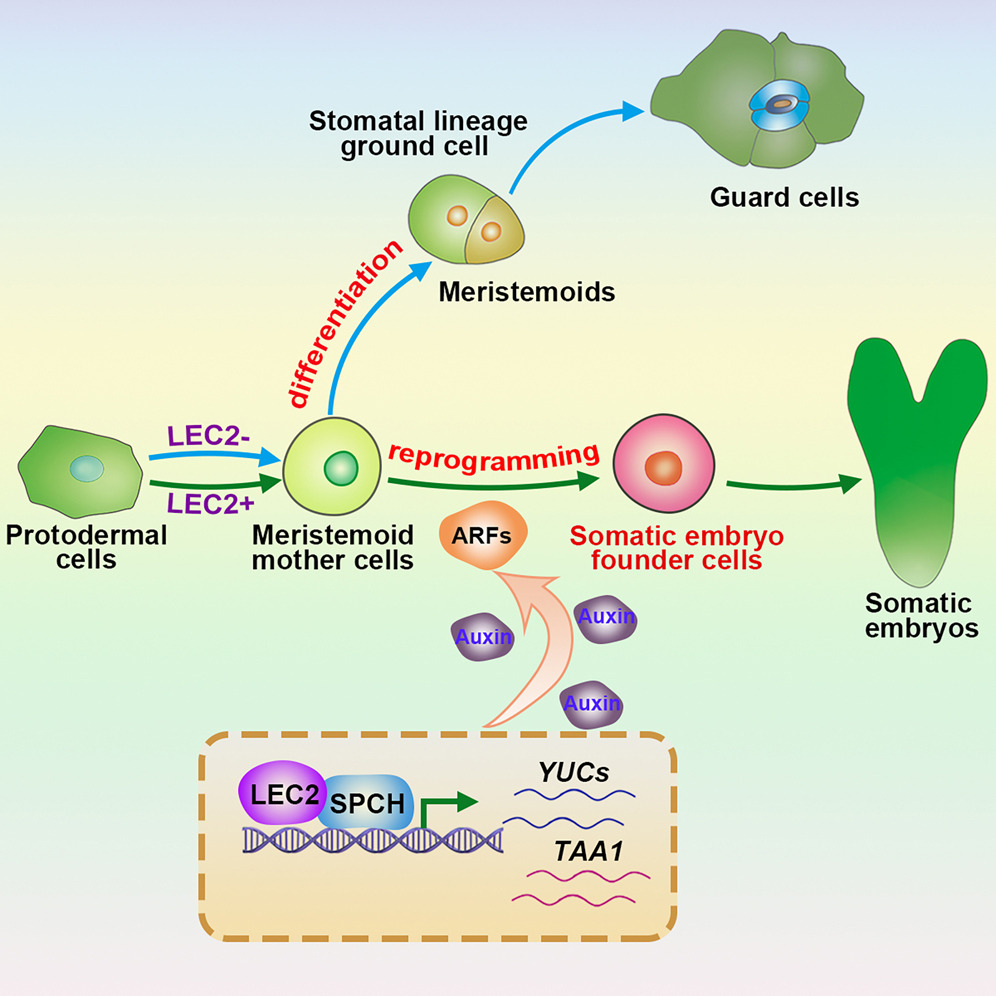 模式圖展示氣孔前體細(xì)胞的兩條發(fā)育路徑