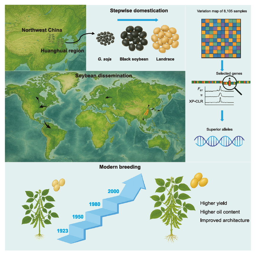 大豆的馴化、傳播與改良過程