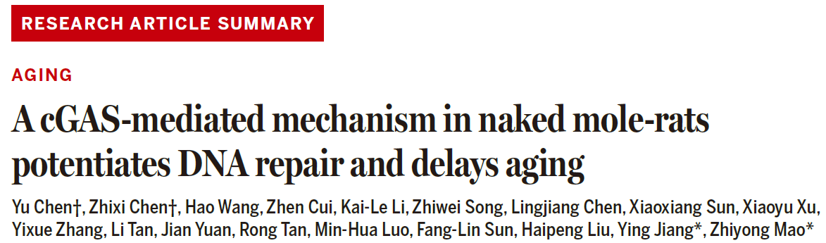 A cGAS-mediated mechanism in naked mole-rats potentiates DNA repair and delays aging