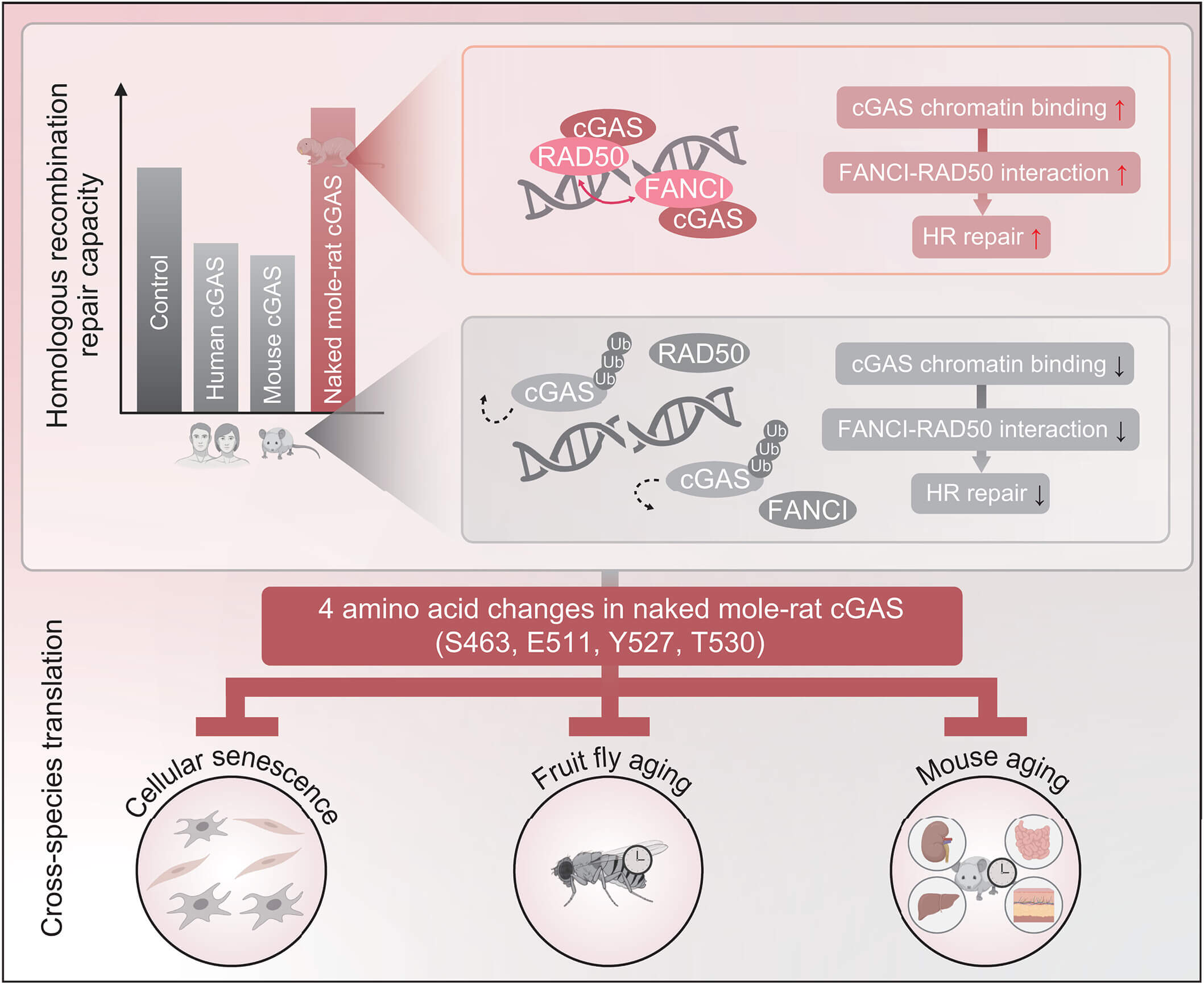 裸鼴鼠 cGAS 促進 HR 修復(fù)拮抗衰老