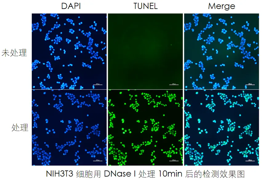 實驗數(shù)據(jù) 實驗數(shù)據(jù)